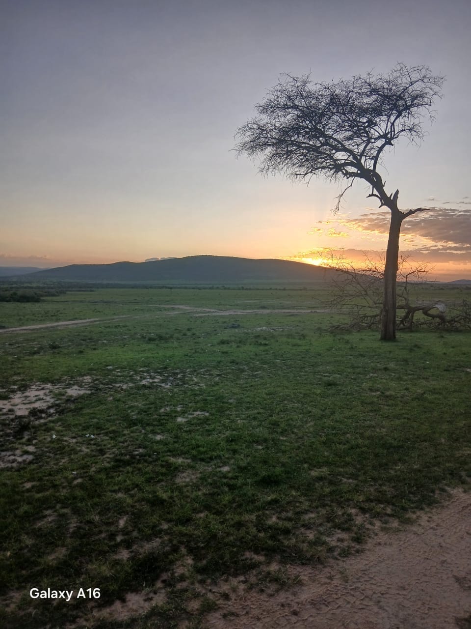 maasaimara national reserves (9)