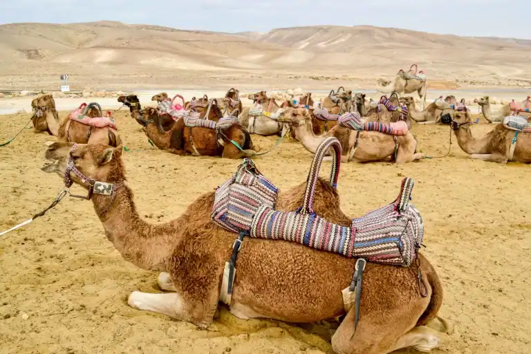 camel-rides
